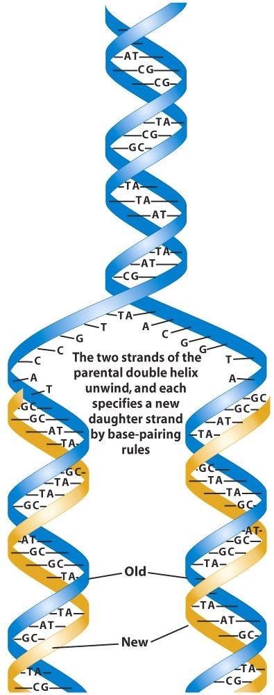 Primary Function Of Dna Replication